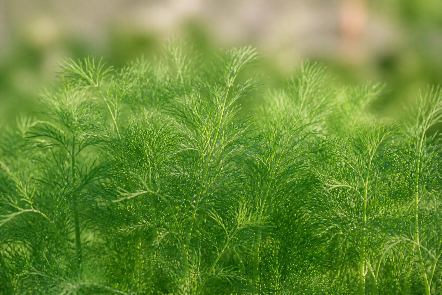 Świeży koper ogrodowy